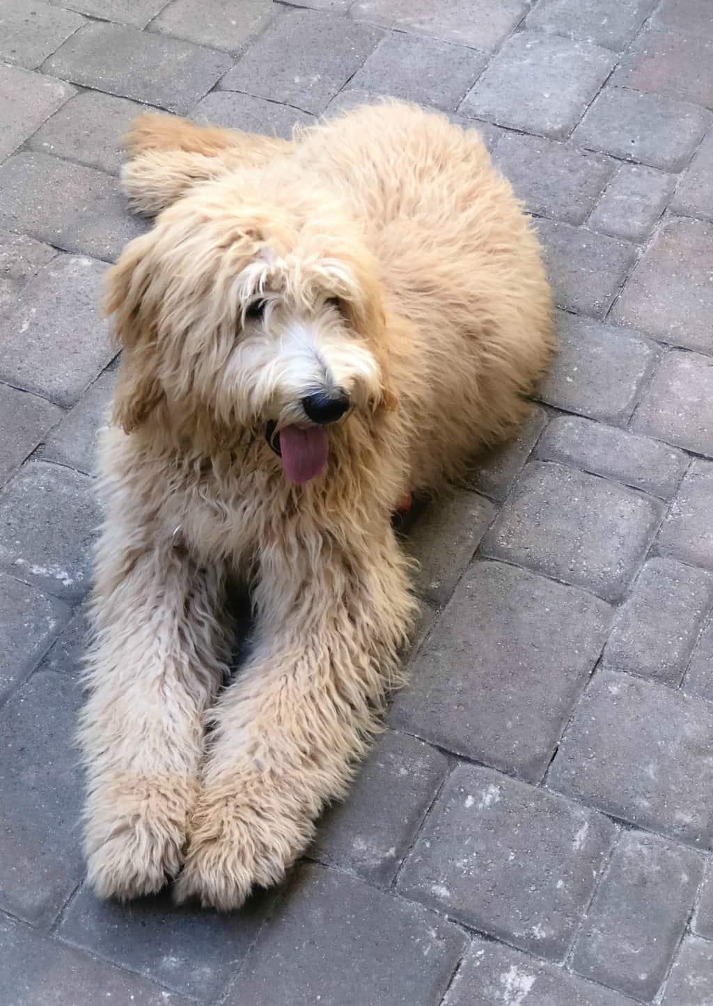 apricot goldendoodle dog with wavy coat
