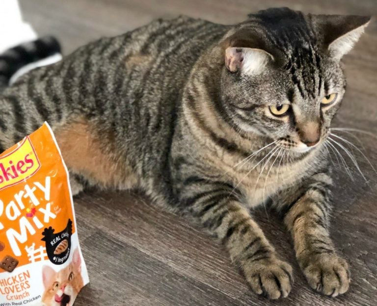 How I Created My Own Cat Cafe