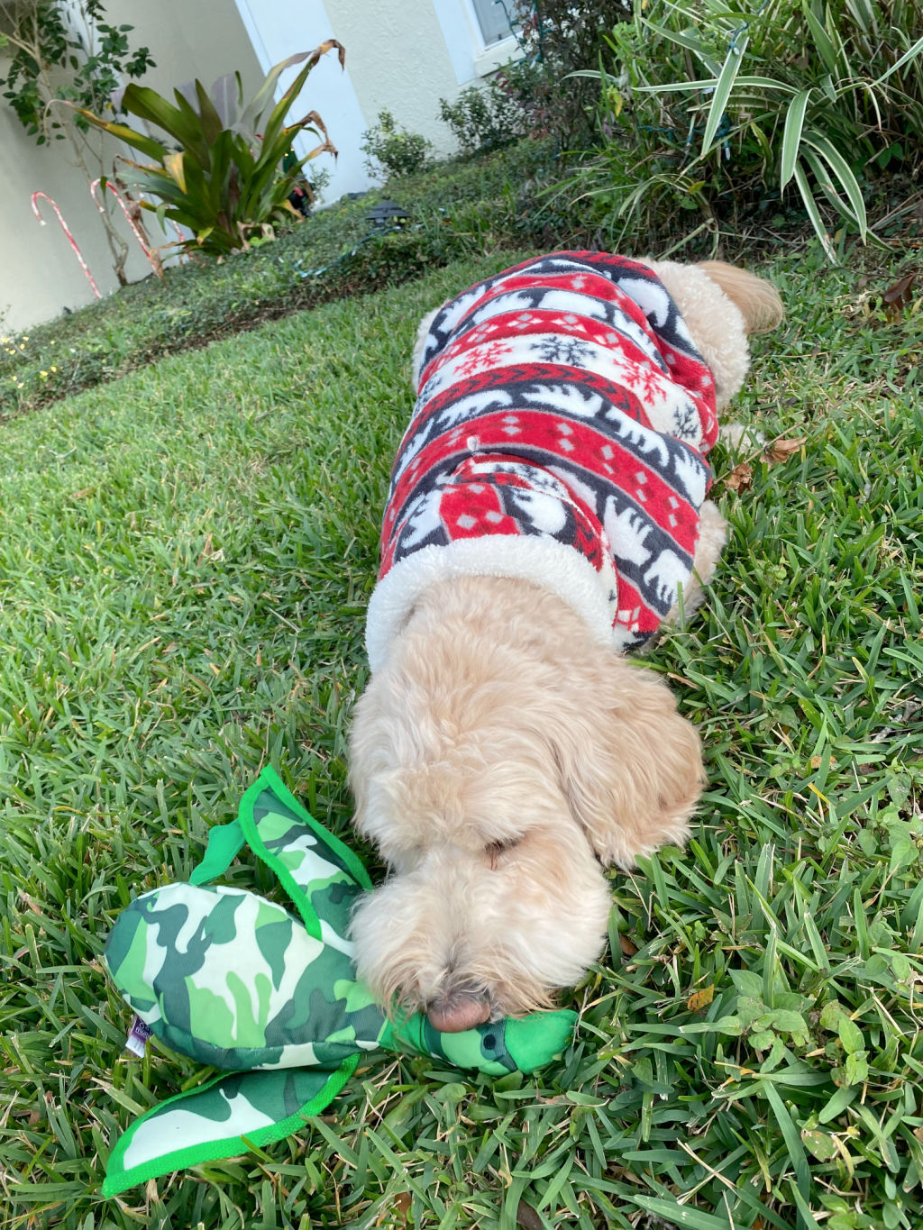 apricot goldendoodle wearing red, black and white holidays sweater chewing on green camo duck toy in yard