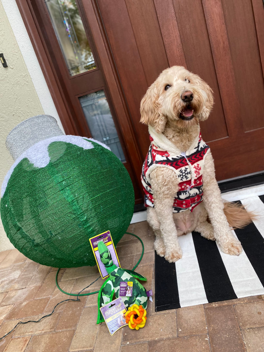 apricot goldendoodle dog wearing black, white and red holiday sweater on black and white stripe rug next to large green, silver and white ornament decoration and green duck toy and yellow and orange ball toy